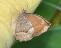 Pindis squamistriga