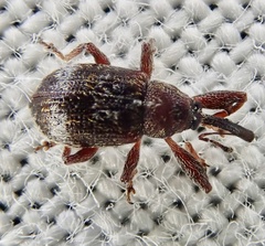 Anthonomus bituberculatus