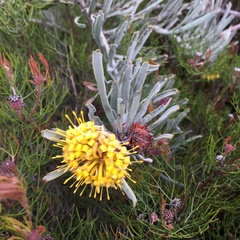 Leucospermum tomentosum
