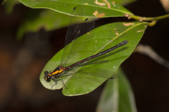 Austroargiolestes chrysoides