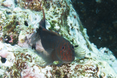 Cirripectes springeri