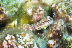 Crossosalarias macrospilus