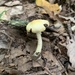 Agaricus floridanus - Photo Ningún derecho reservado, subido por roundabout1812