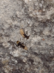 Camponotus