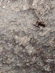Camponotus
