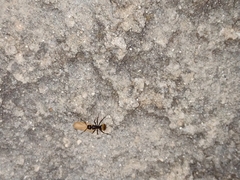 Camponotus