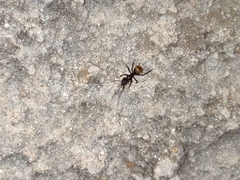 Camponotus