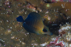 Zebrasoma scopas