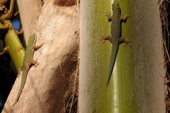 Phelsuma dubia