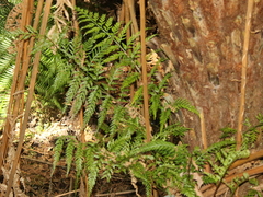Asplenium gracillimum