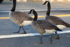 Branta canadensis moffitti