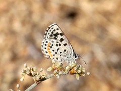 Euphilotes enoptes dammersi