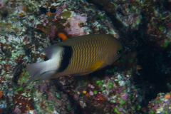 Plectroglyphidodon dickii