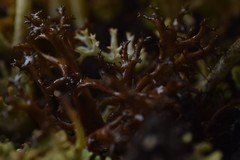 Cetraria muricata