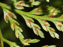 Asplenium gracillimum