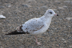 Larus delawarensis
