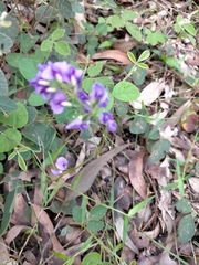Hardenbergia violacea