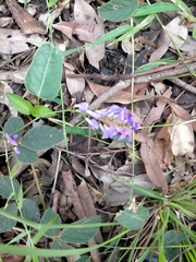 Hardenbergia violacea