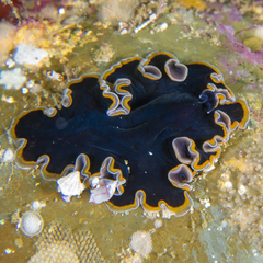 Pseudobiceros hancockanus