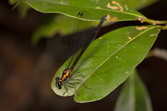 Austroargiolestes chrysoides