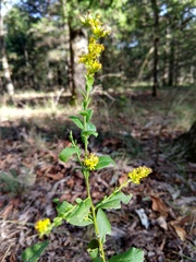 Solidago petiolaris