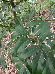 Cryptocarya foetida