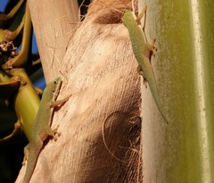 Phelsuma dubia