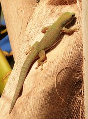 Phelsuma dubia