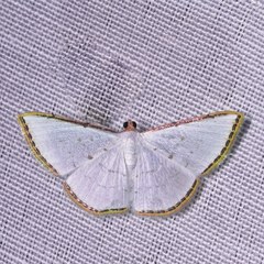 Leuciris fimbriaria
