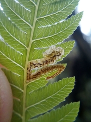 Phytoliriomyza tearohensis