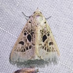 Herminodes atrosignata