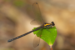 Austroargiolestes chrysoides