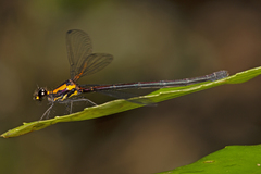 Austroargiolestes chrysoides