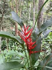 Heliconia angusta