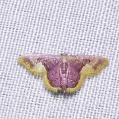 Lophosis labeculata