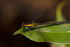 Austroargiolestes chrysoides