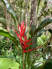 Heliconia angusta