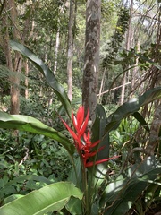 Heliconia angusta