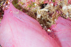 Ancylocaris brevicarpalis