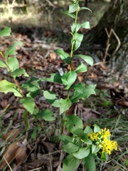Solidago petiolaris