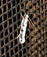 Erechthias zebrina