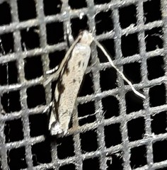 Erechthias zebrina