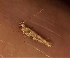 Anatrachyntis rileyi