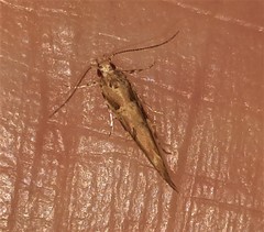 Anatrachyntis rileyi