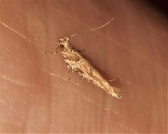 Anatrachyntis rileyi