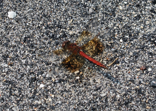 Band-winged Meadowhawk photographed in Wyoming