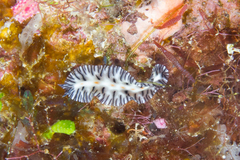 Maritigrella eschara