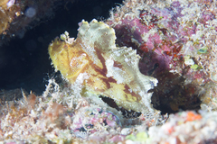 Taenianotus triacanthus