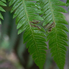 Phytoliriomyza tearohensis