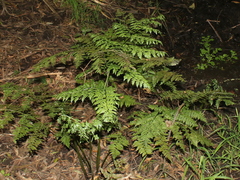 Diplazium australe